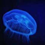 Scientists Discover New Species in Deep Ocean Ecosystems