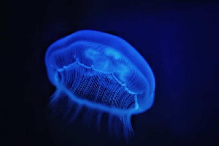 Scientists Discover New Species in Deep Ocean Ecosystems