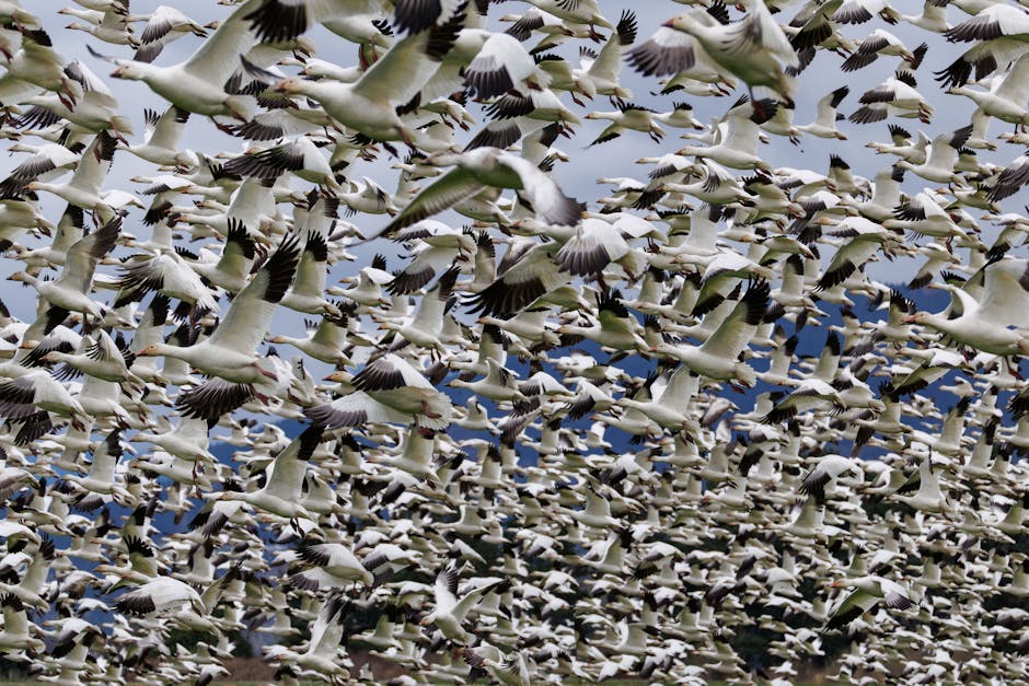 Migration Patterns Evolve Across Europe and Asia Amid Economic and Political Shifts